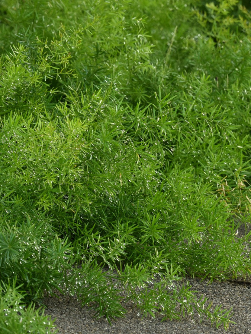 FuzzyFern™ Frizz Asparagus