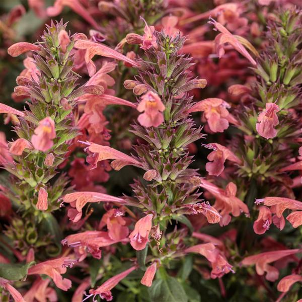 Agastache Maestro