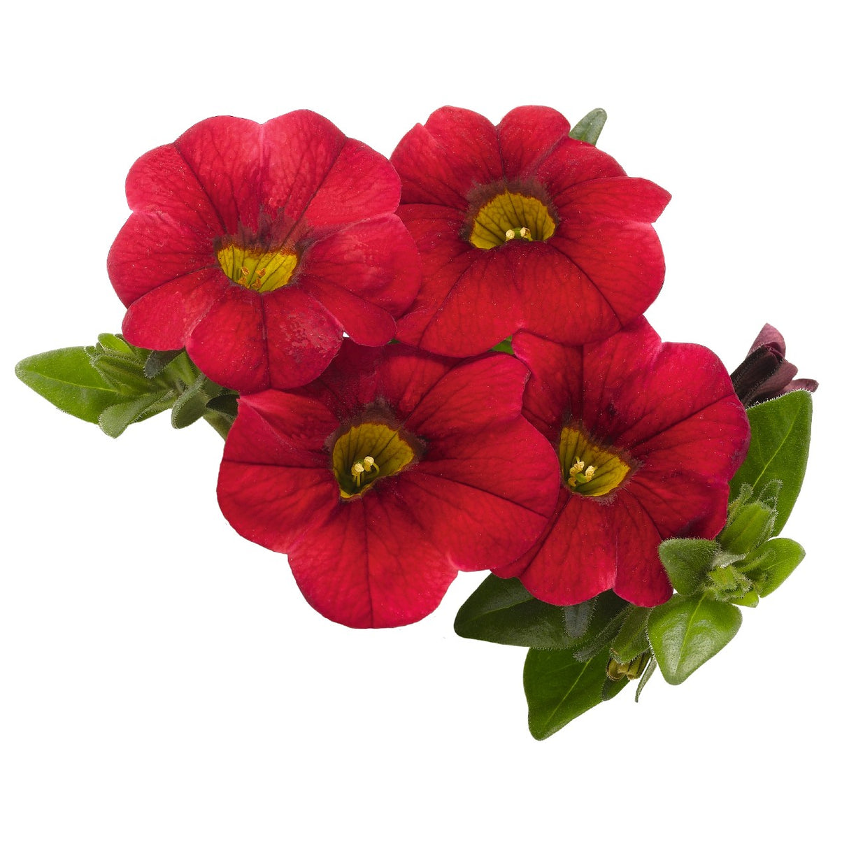 Calibrachoa Aloha Kona