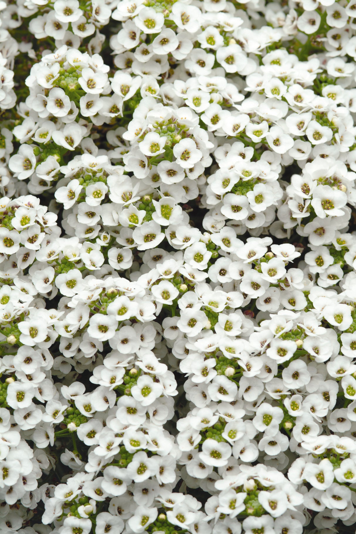 Alyssum Clear Crystal® White