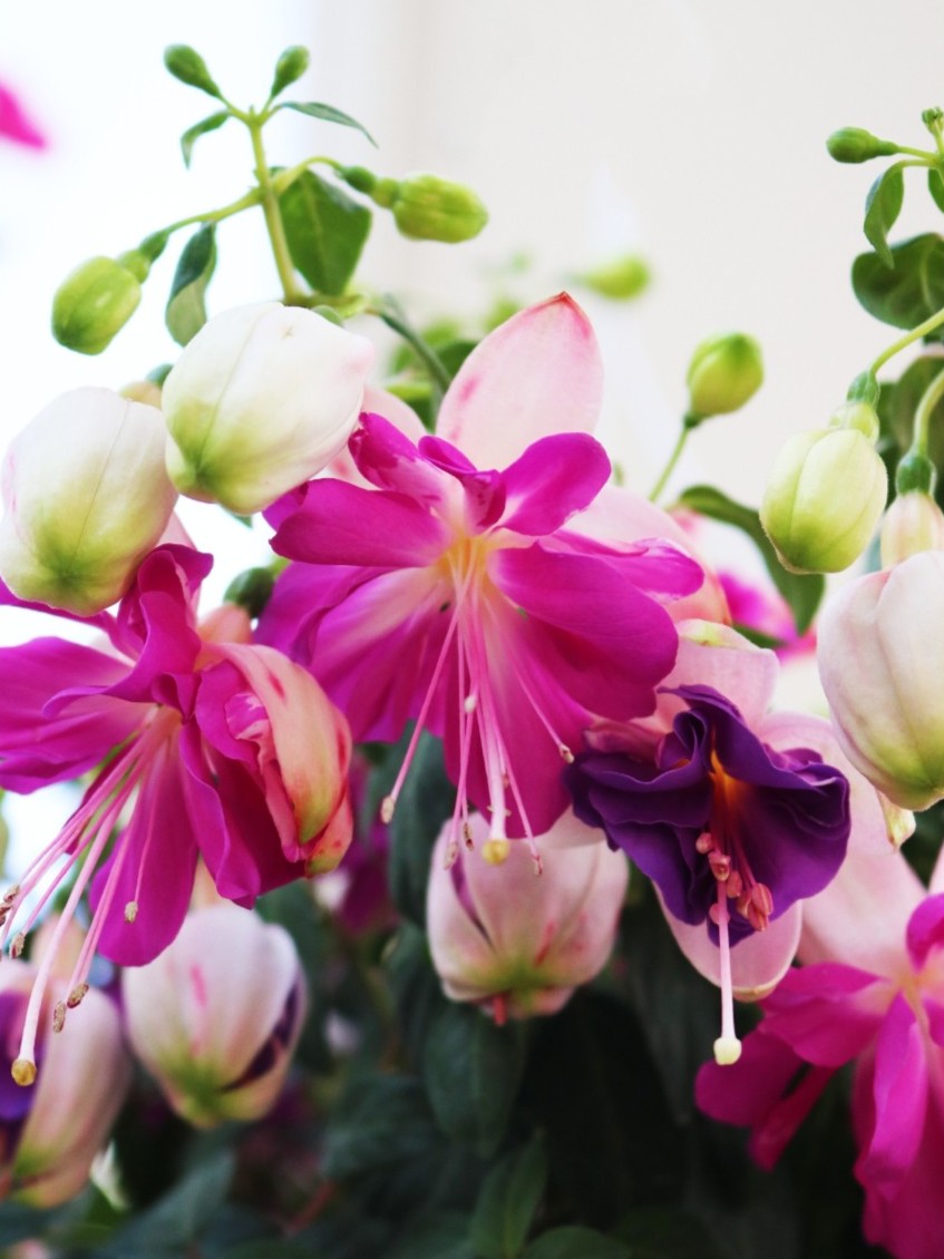 Fuchsia Aretes Upright Rio Grande
