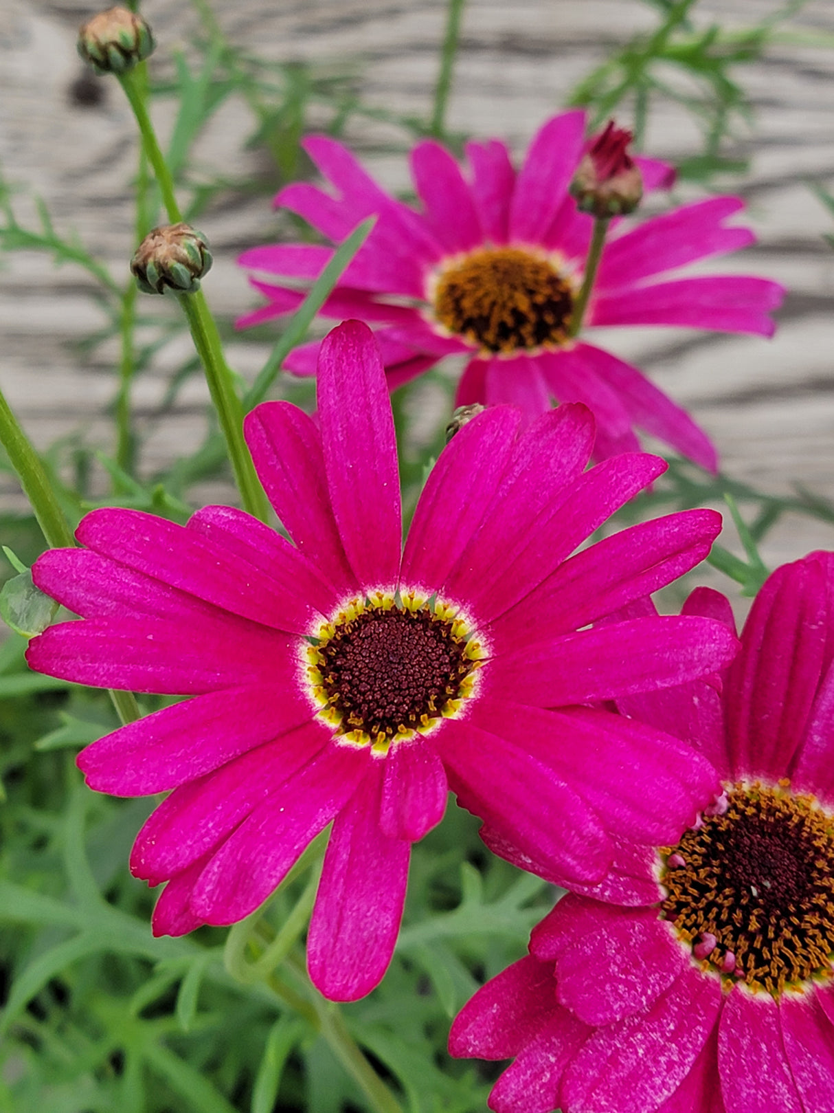 Argyranthemum Grandaisy