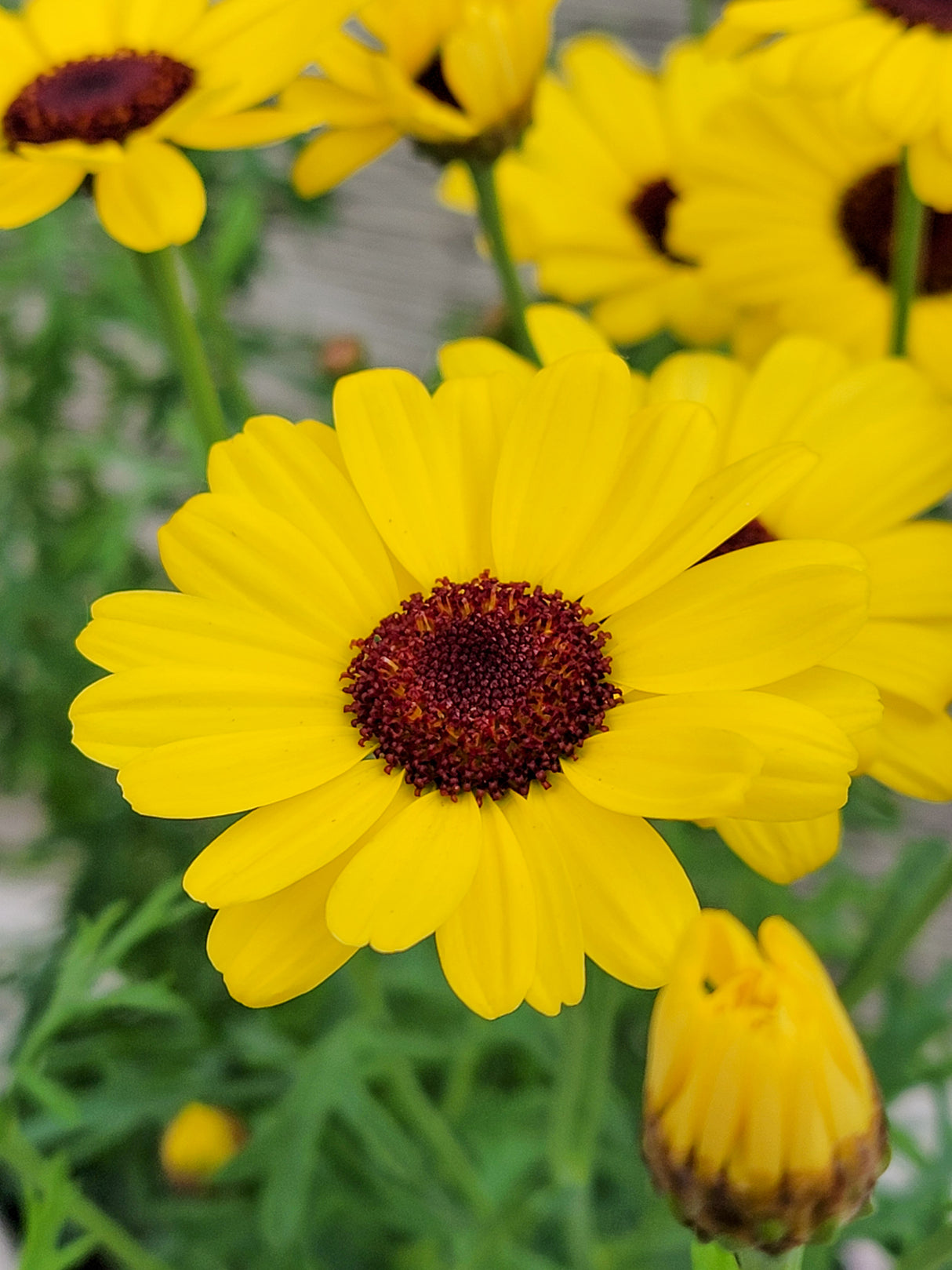 Argyranthemum Beauty Yellow