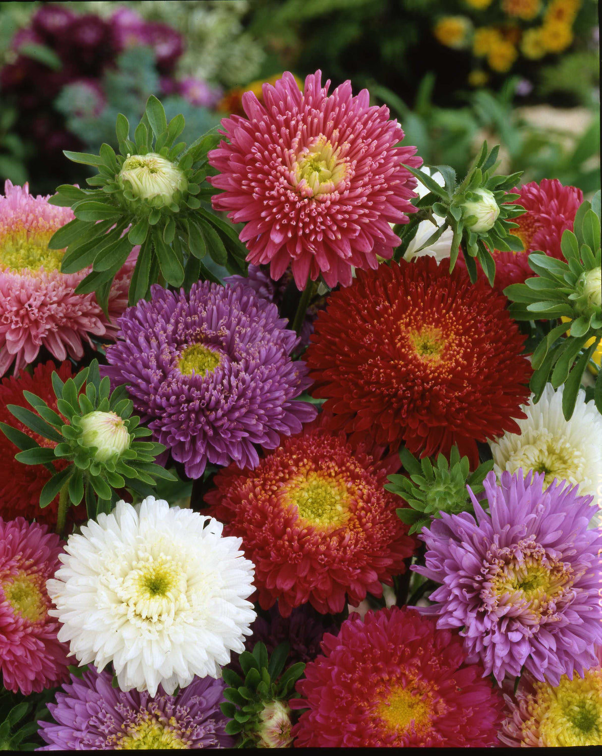 Aster Pixie Princess Mix