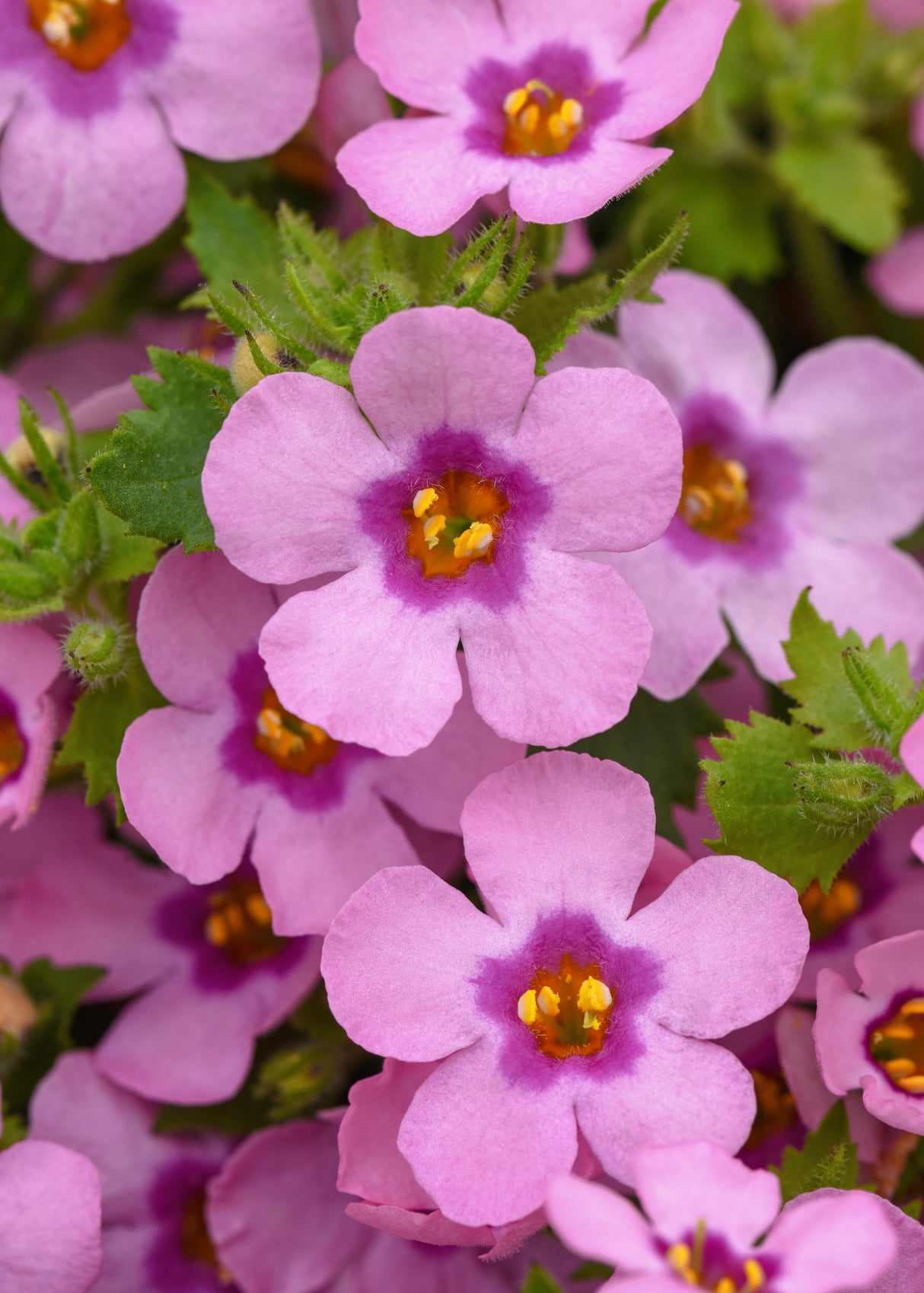 Close-up of pink flowers with green leaves
