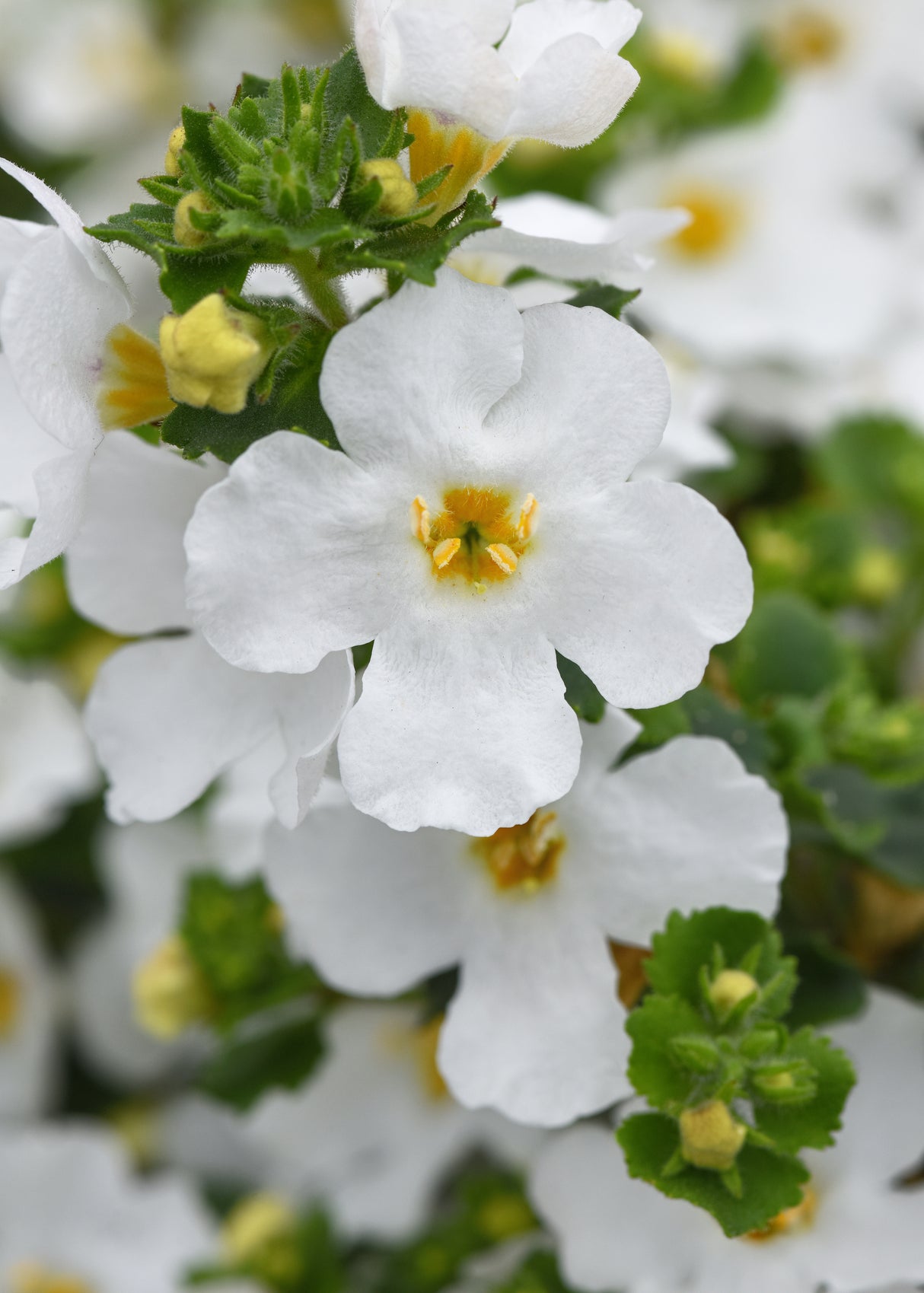 Bacopa Versa™