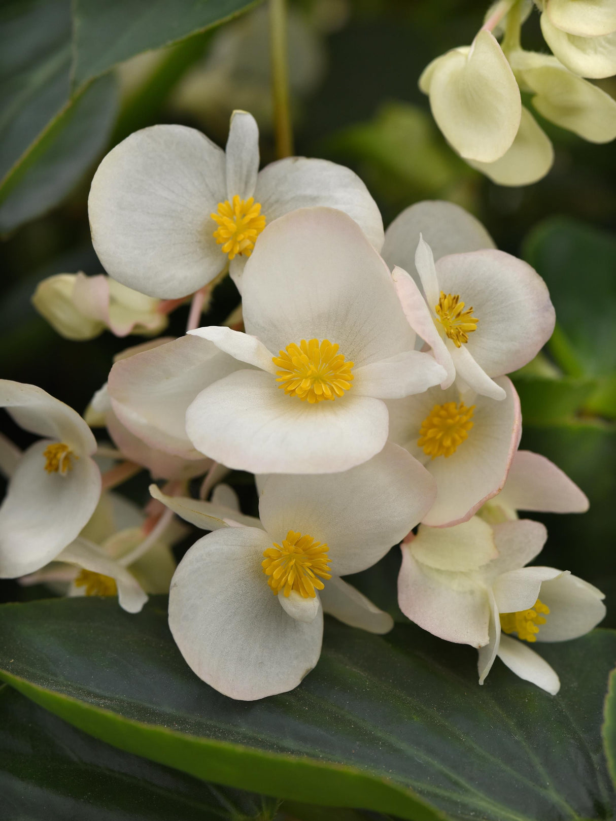 Dragon Wing® Begonia
