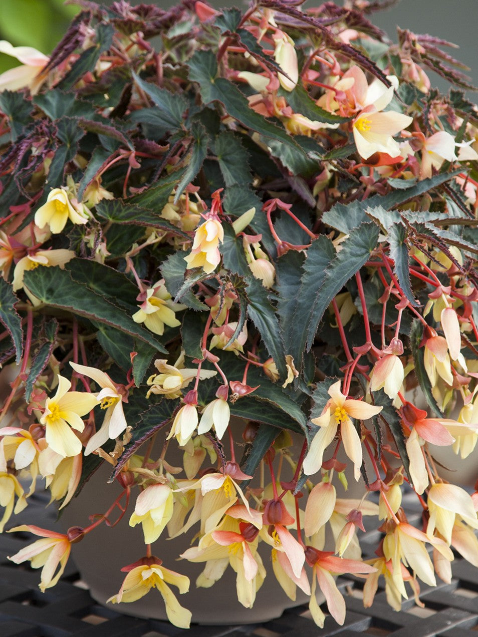 Begonia Tuberous Bossa Nova