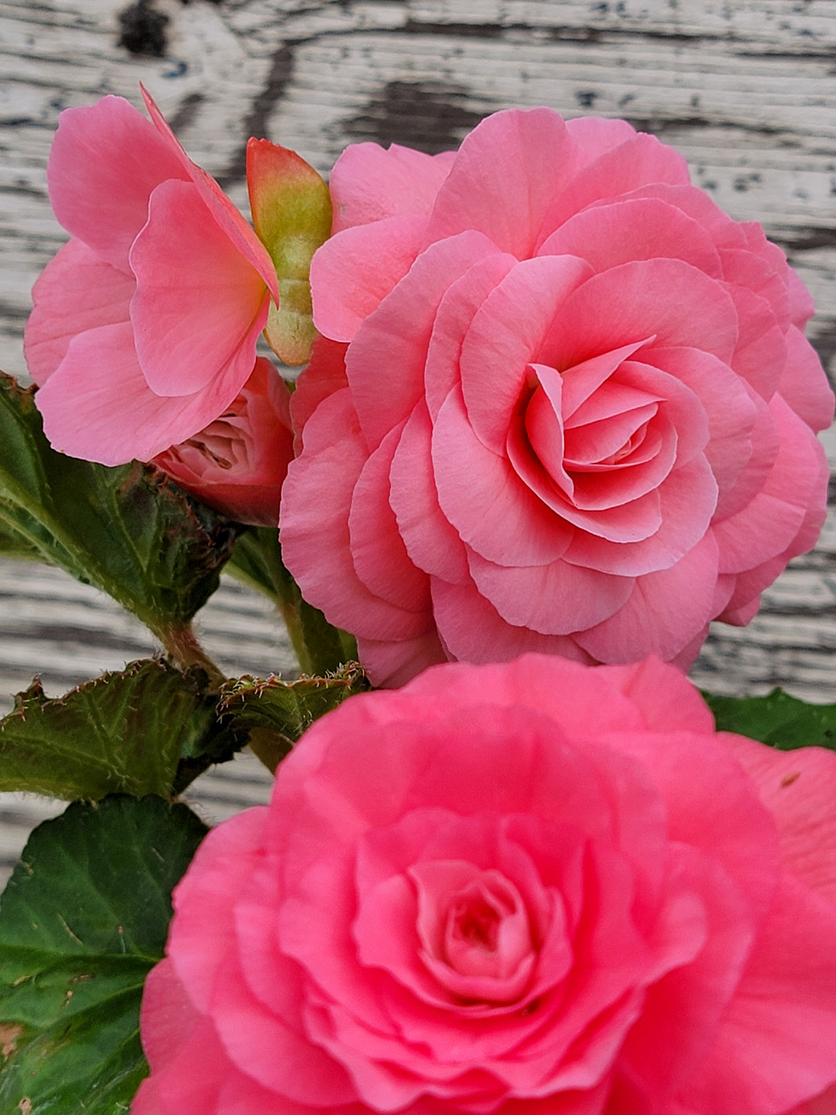 Begonia Tuberous Nonstop®