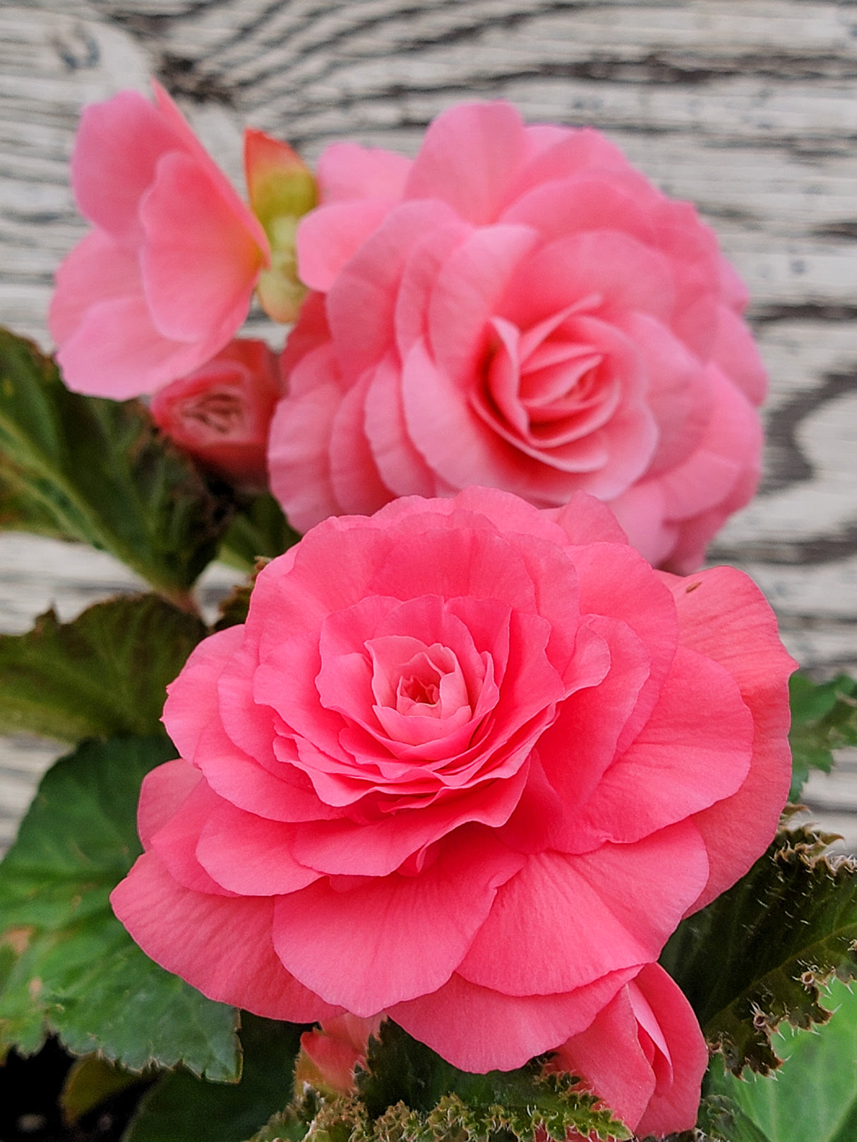 Begonia Tuberous Nonstop®