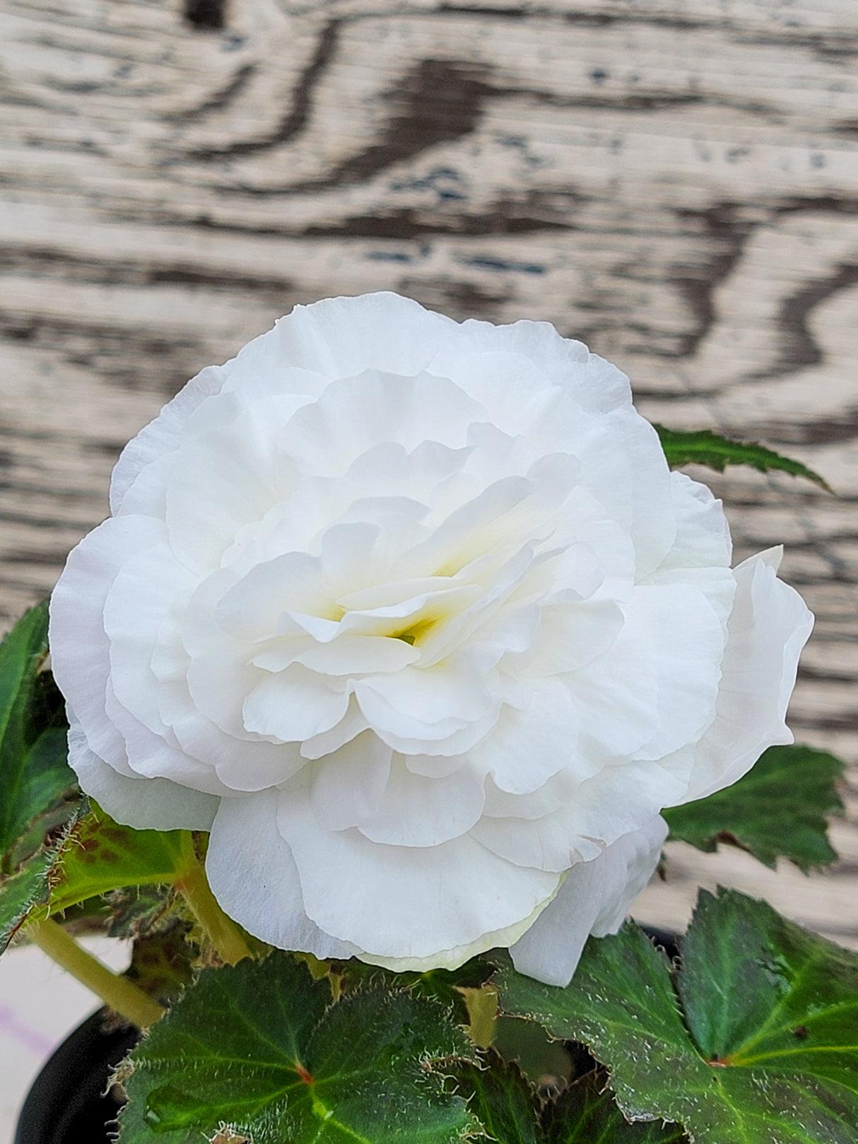 Begonia Tuberous Nonstop®