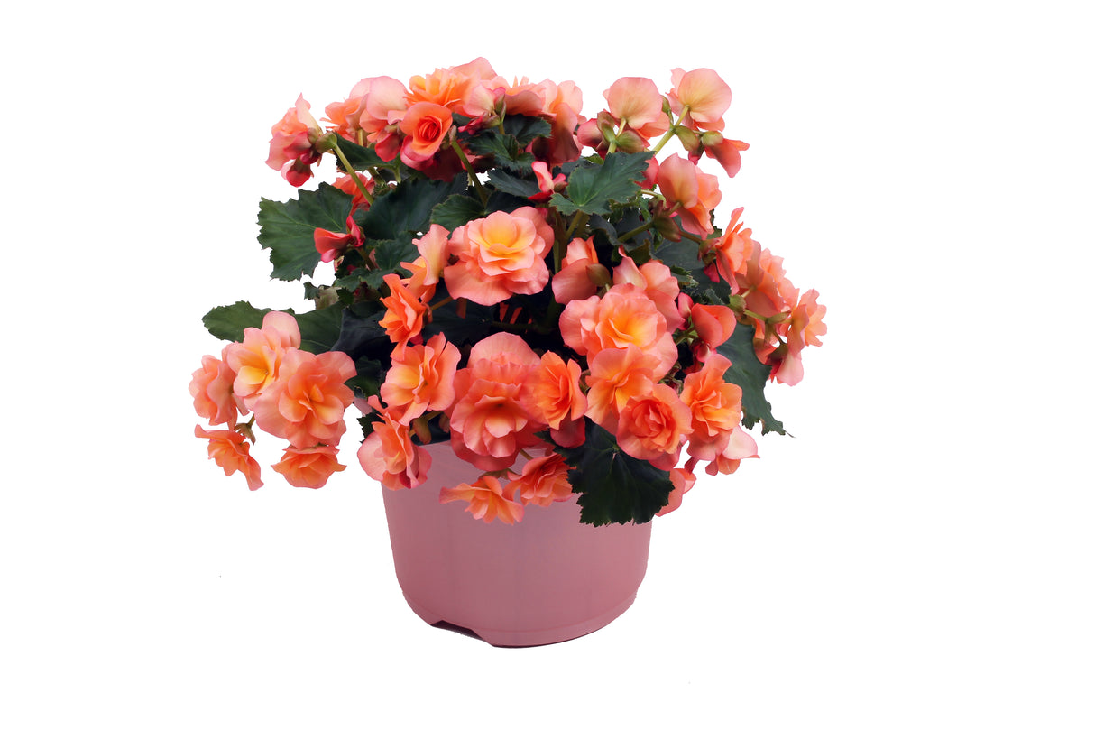 Begonia Solenia®
