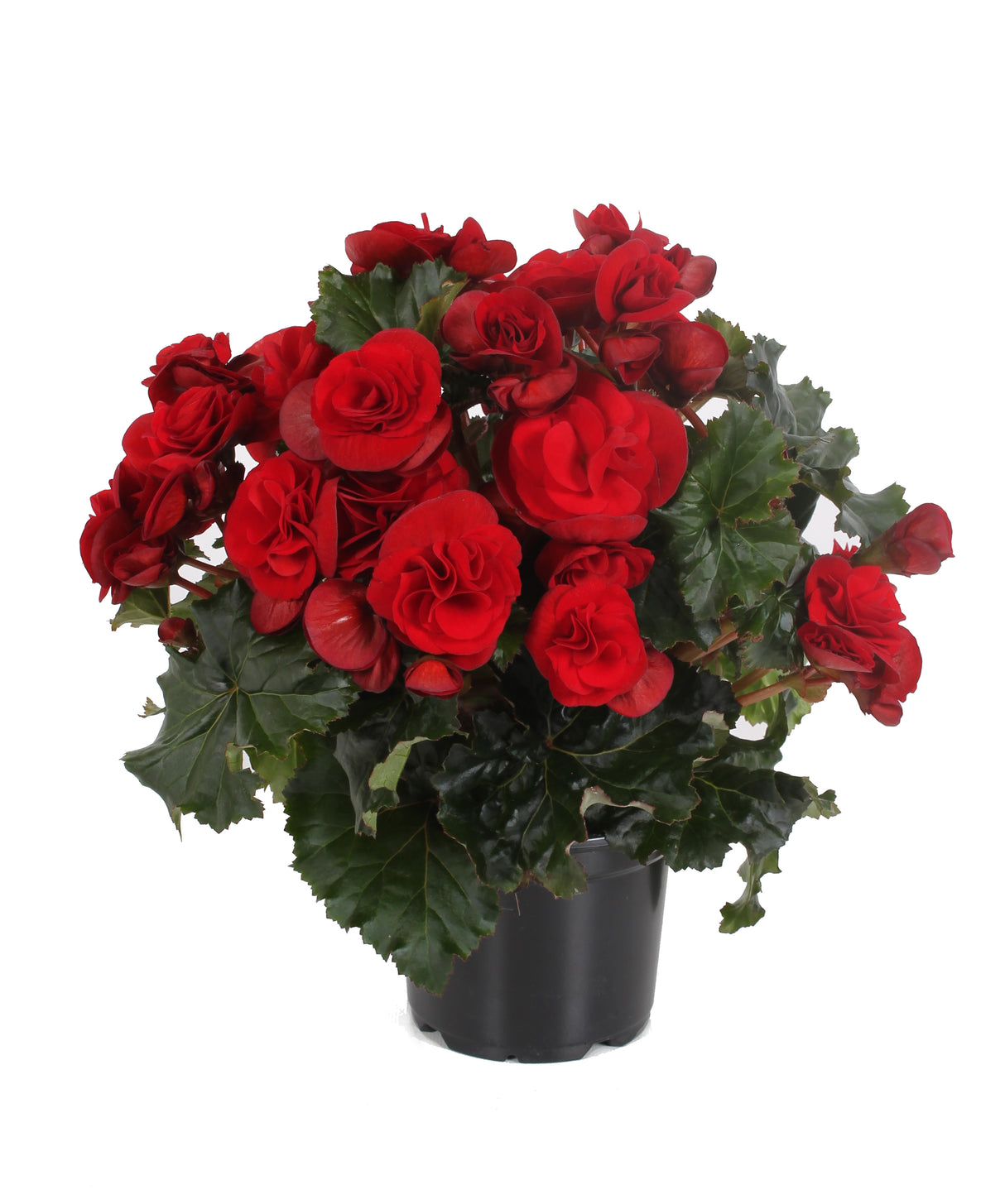 Begonia Solenia®