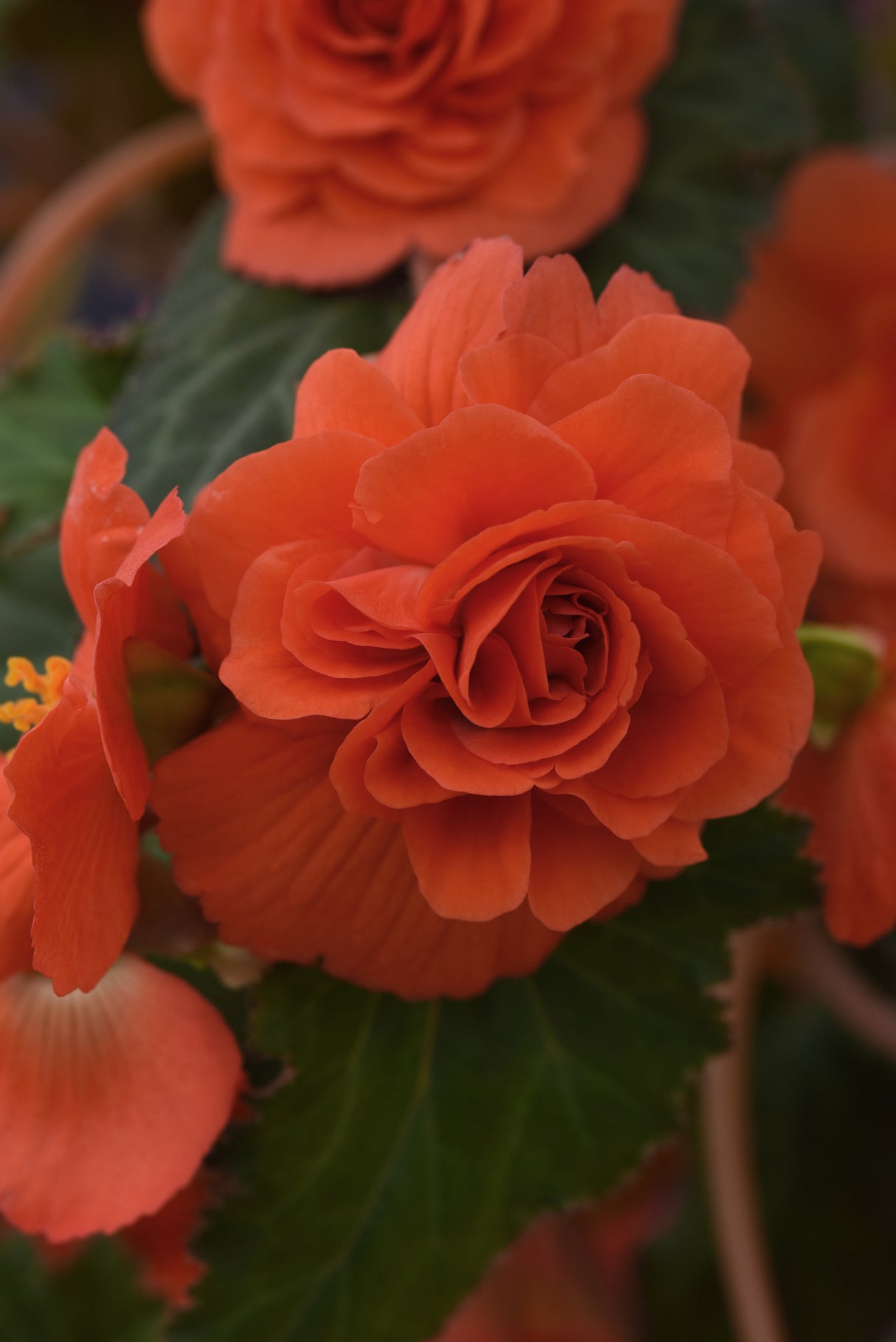 Tuberous Begonia Sun Dancer™