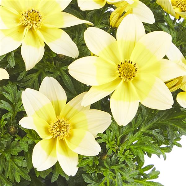 Bidens Sunbird