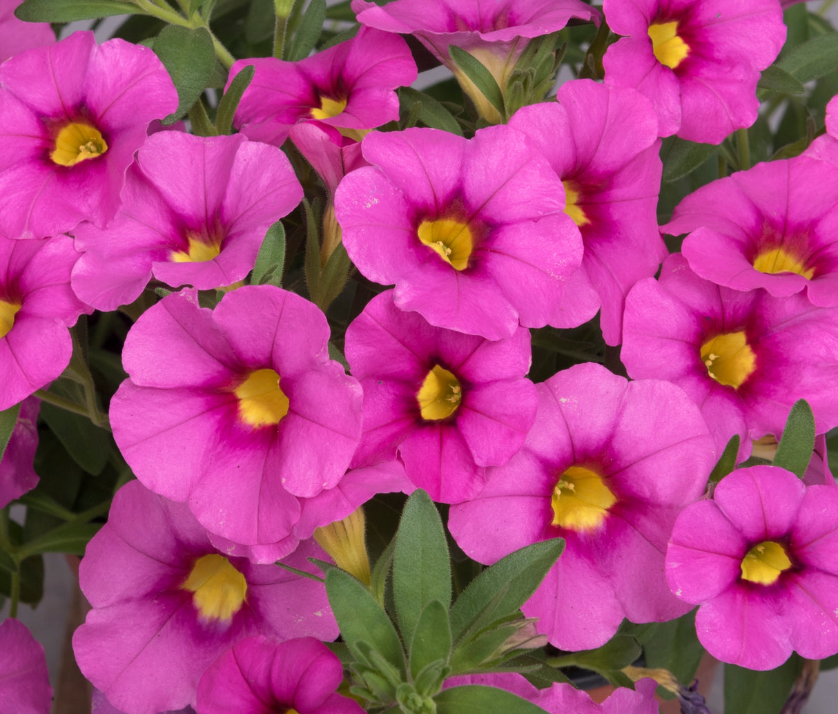 Calibrachoa Bloomtastic