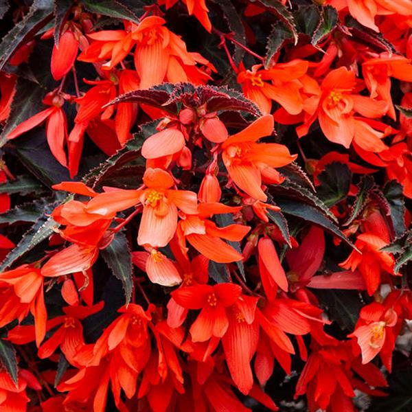 Begonia Tuberous Bossa Nova