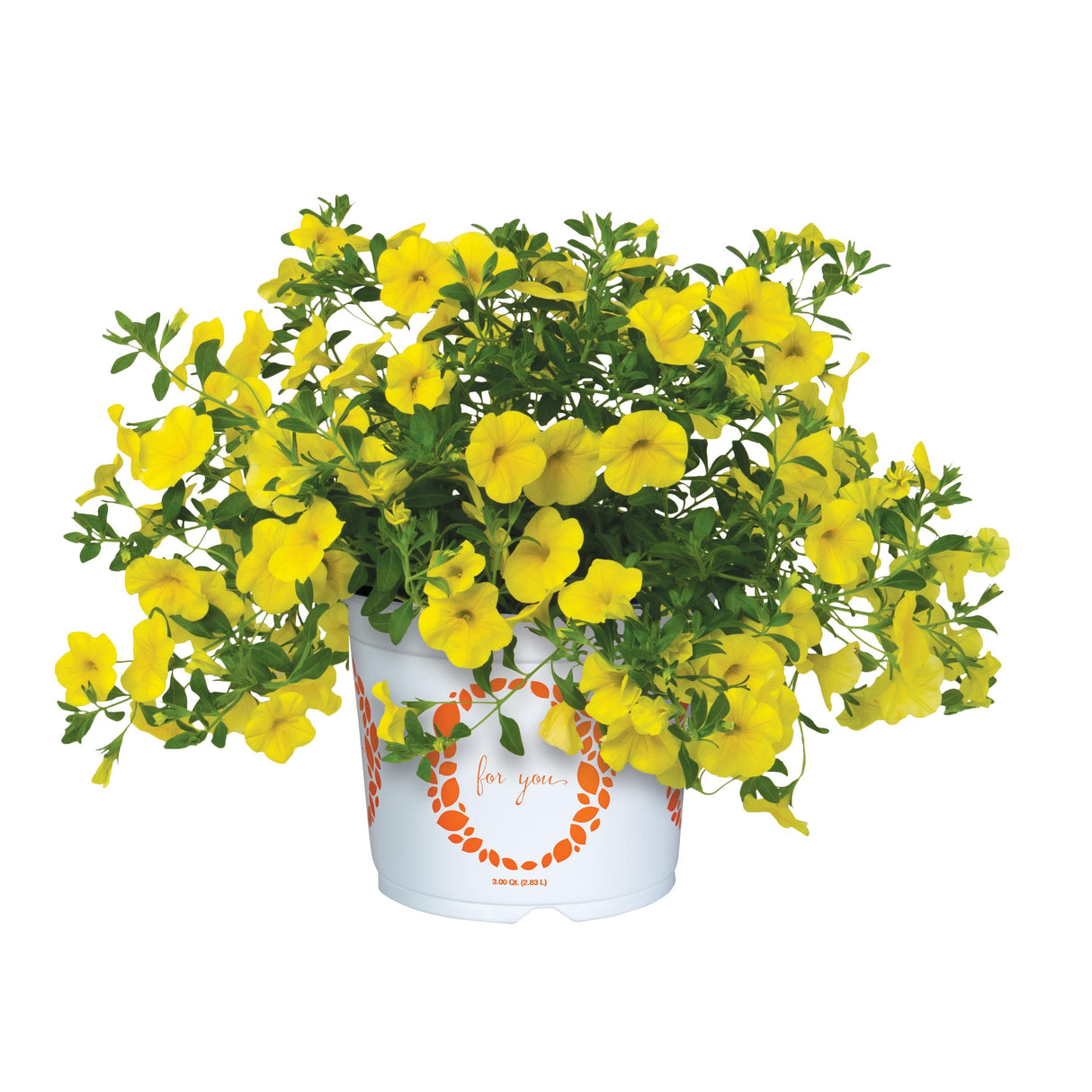 Calibrachoa Bloomtastic