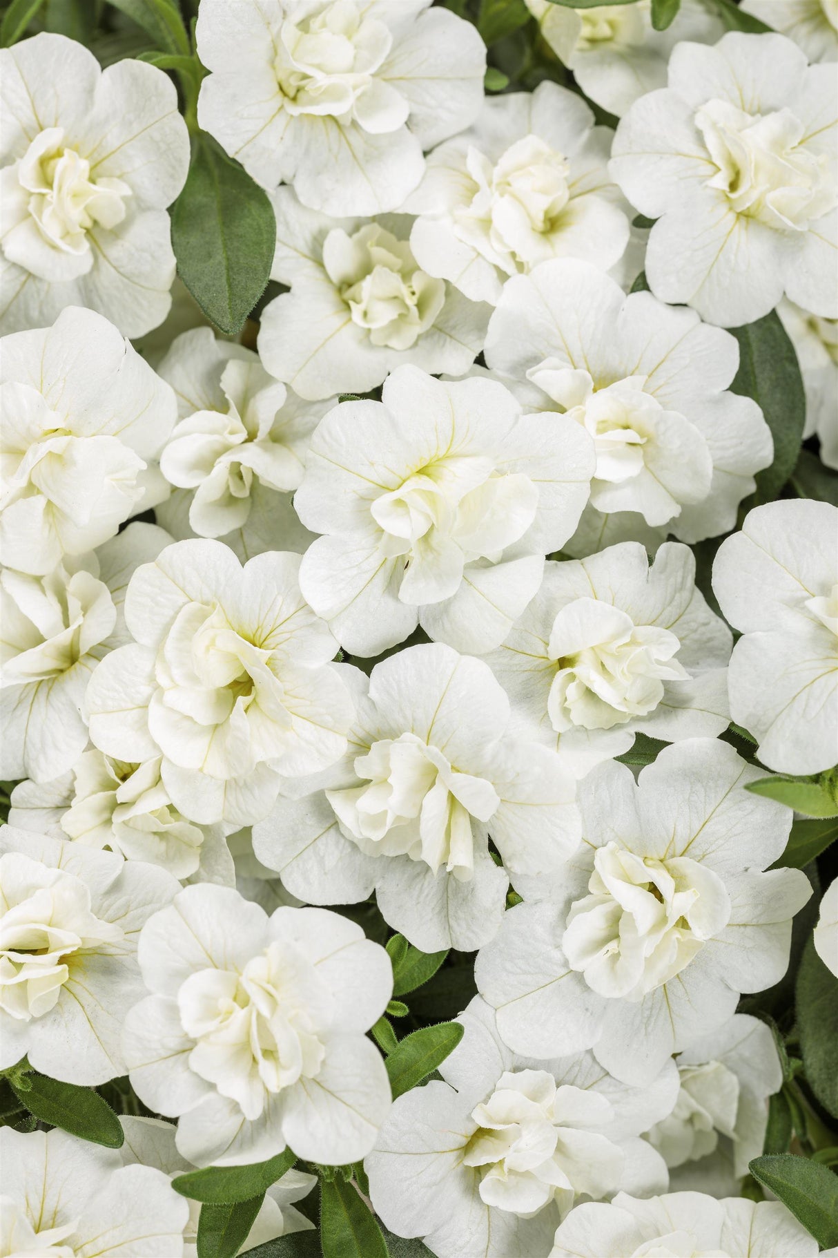 Calibrachoa Superbells® Double