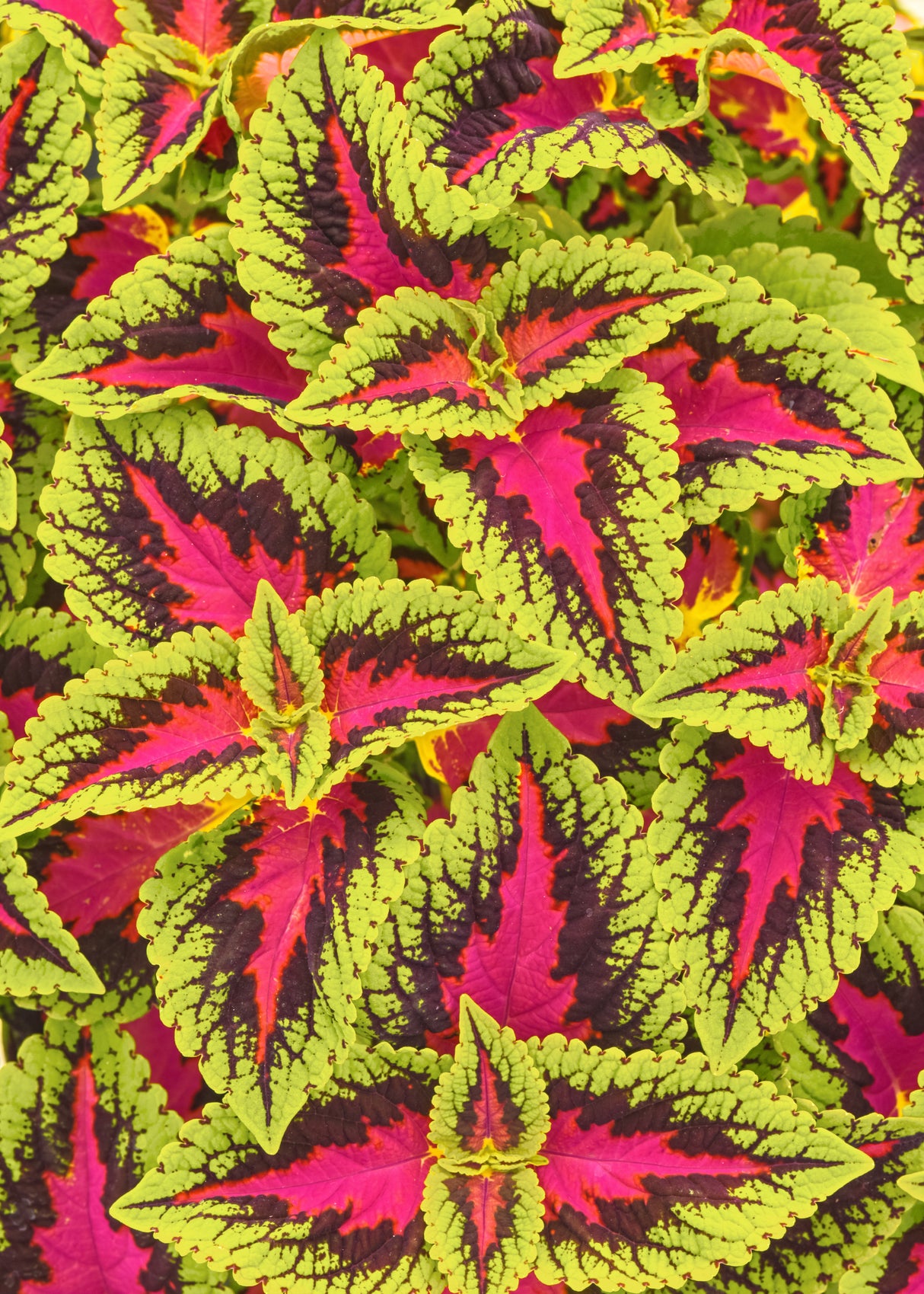 Coleus Volcanica™ French Quarter