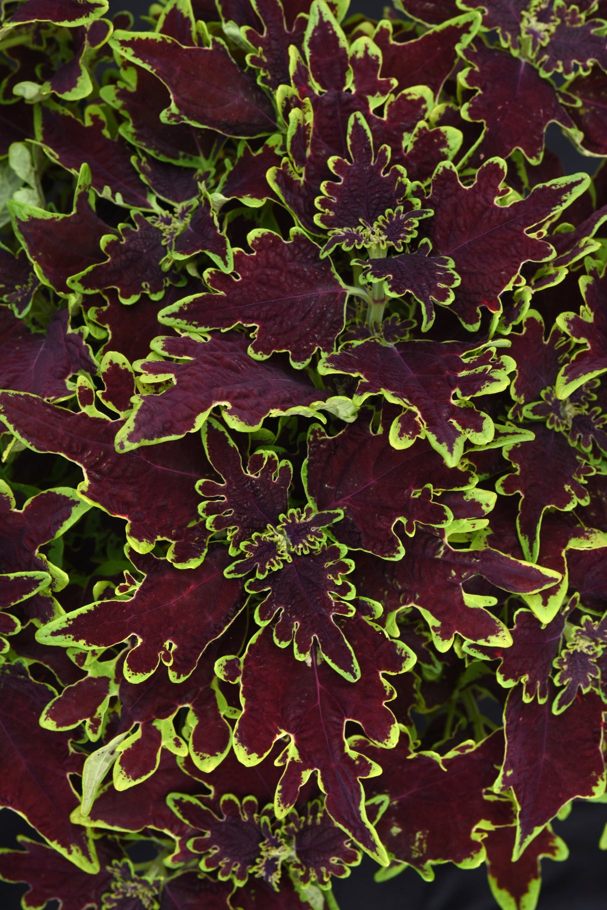 Coleus Volcanica™ Limewire