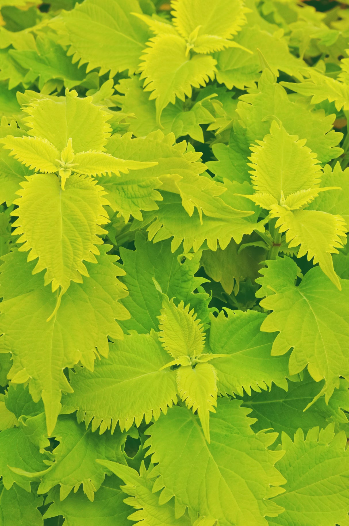 Coleus Volcanica™ Wasabi