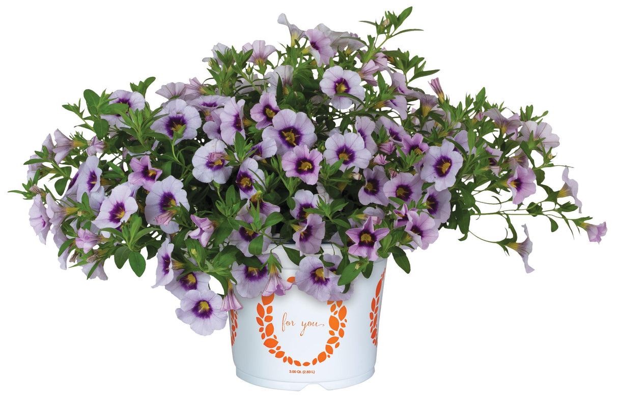 Calibrachoa Bloomtastic