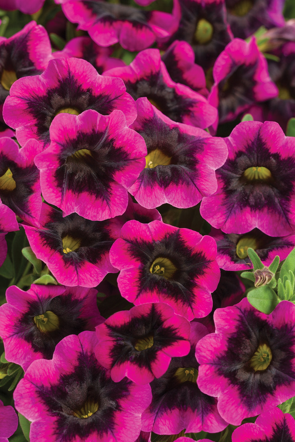Calibrachoa Superbells®