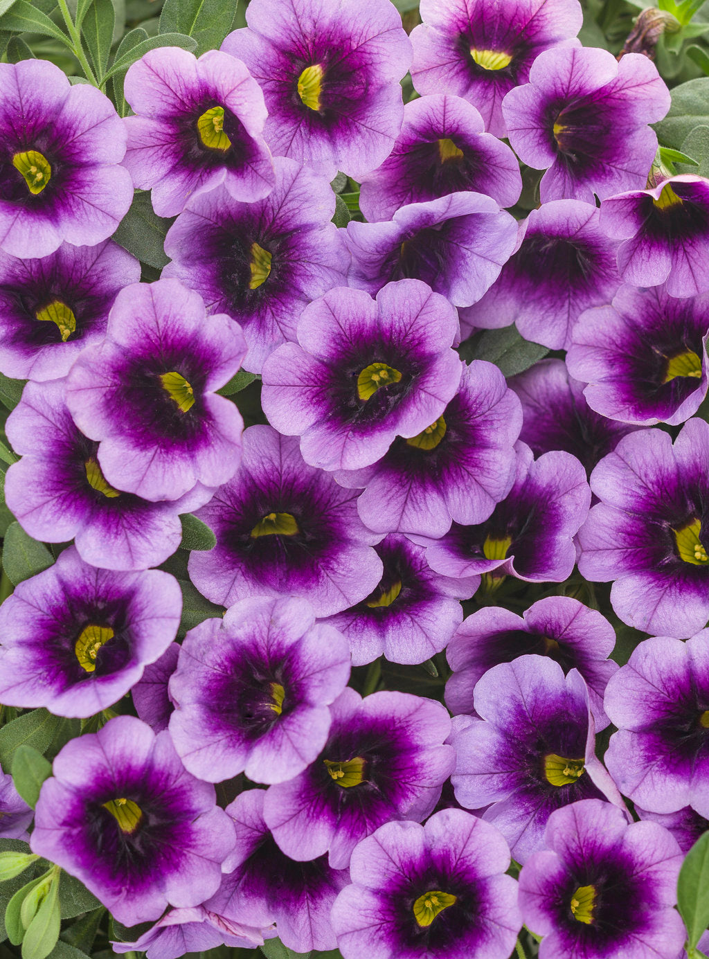 Calibrachoa Superbells®