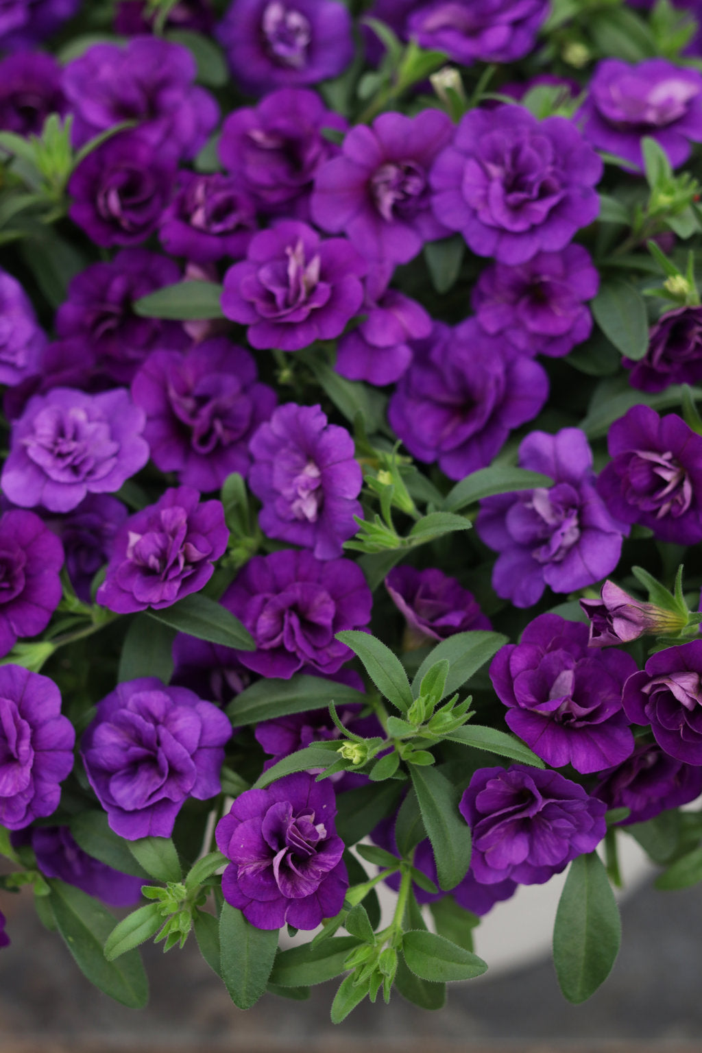 Calibrachoa Superbells® Double