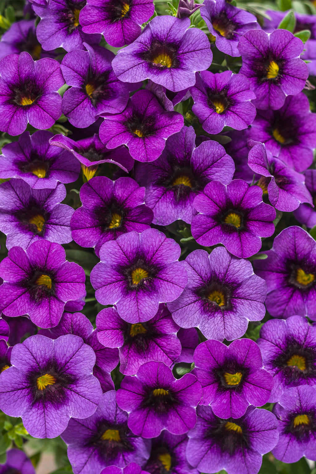 Calibrachoa Superbells®