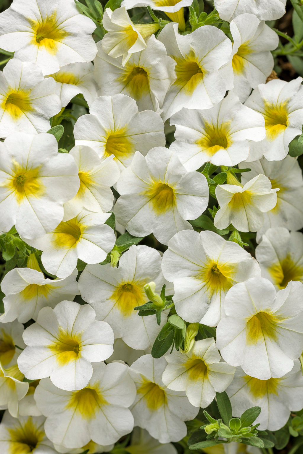 Calibrachoa Superbells®