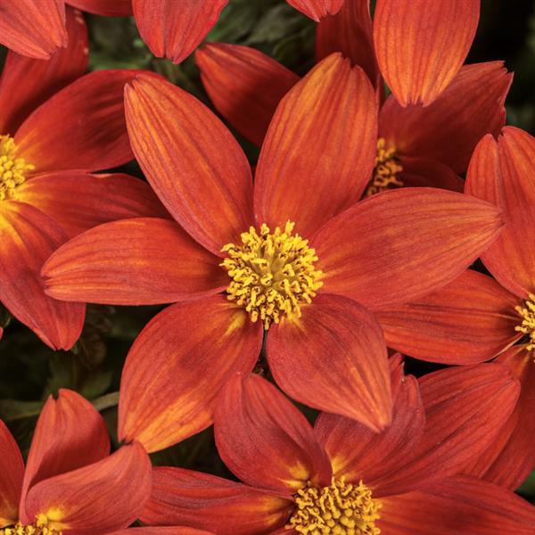 Bidens Campfire Red Ember