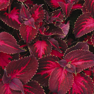 Coleus Kingswood Torch