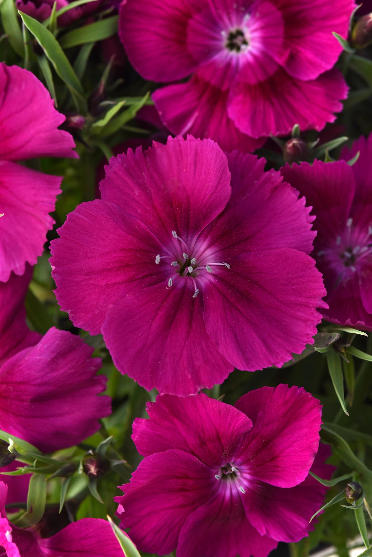 Dianthus Coronet