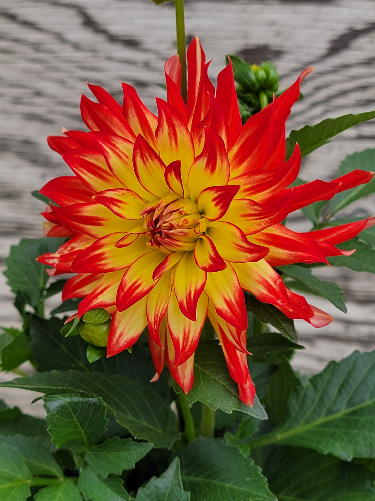 Dahlia Hypnotica