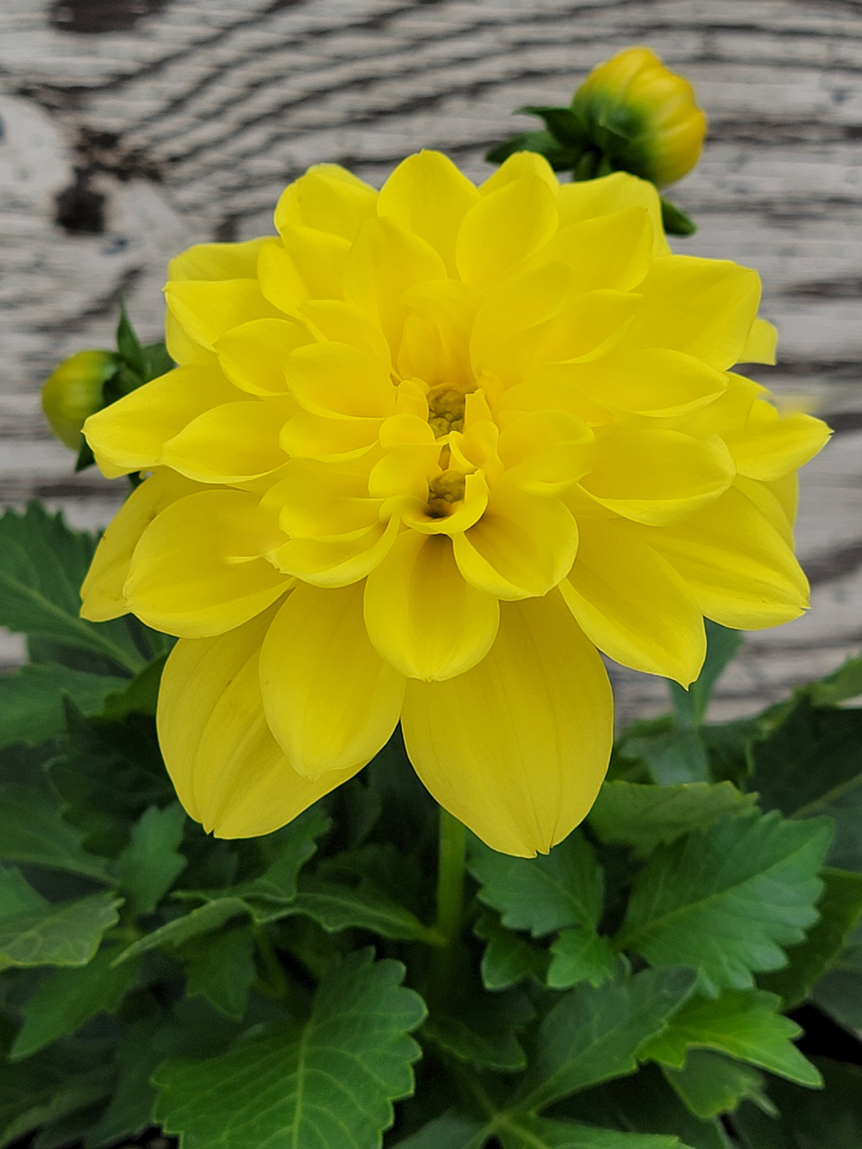 Dahlia Hypnotica