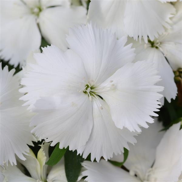 Dianthus Coronet