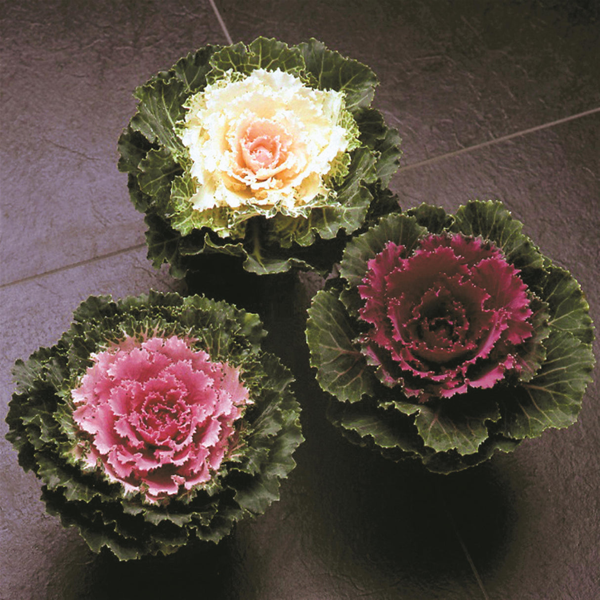 Flowering Kale Songbird Mix