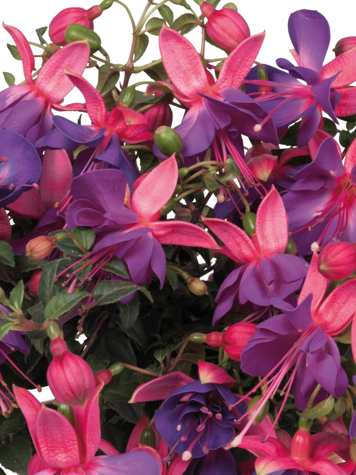 Fuchsia Aretes Upright Lago Grande