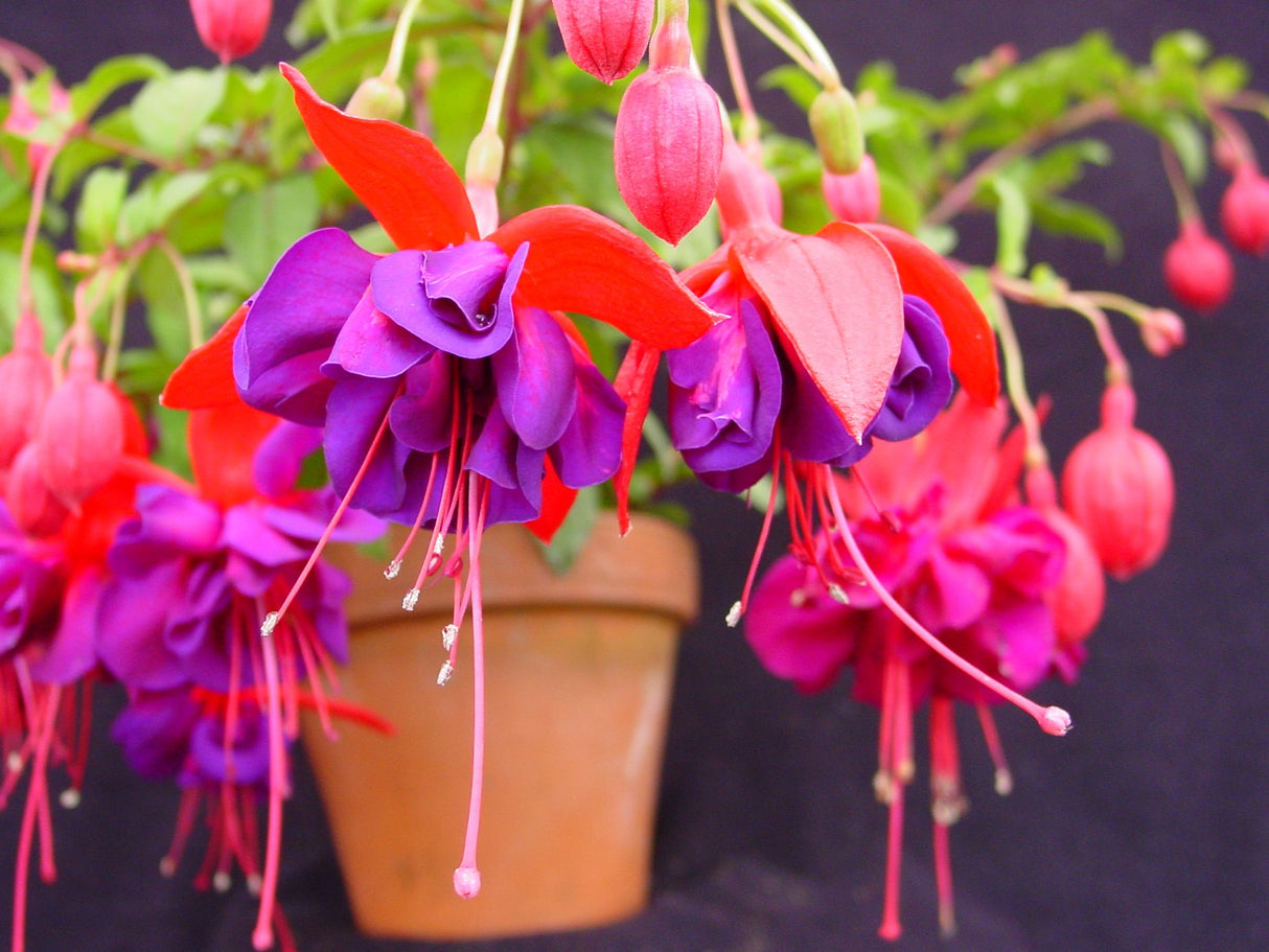 Fuchsia Trailing Giant Voodoo