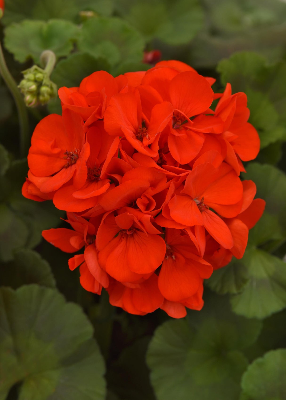 Zonal Geranium Galaxy™