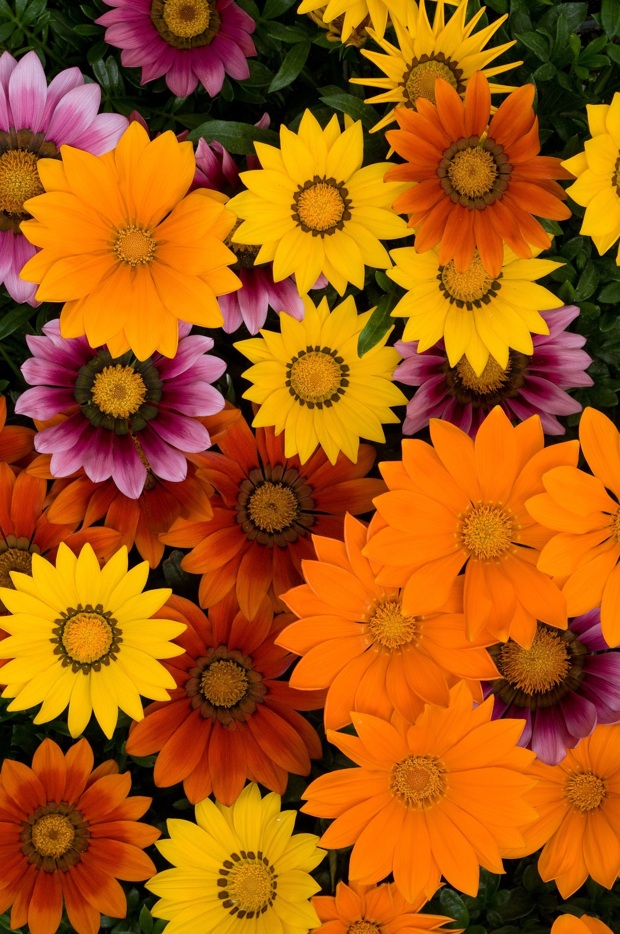 Gazania New Day®