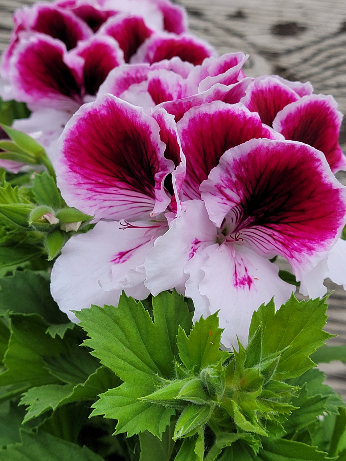 Geranium Regal Elegance