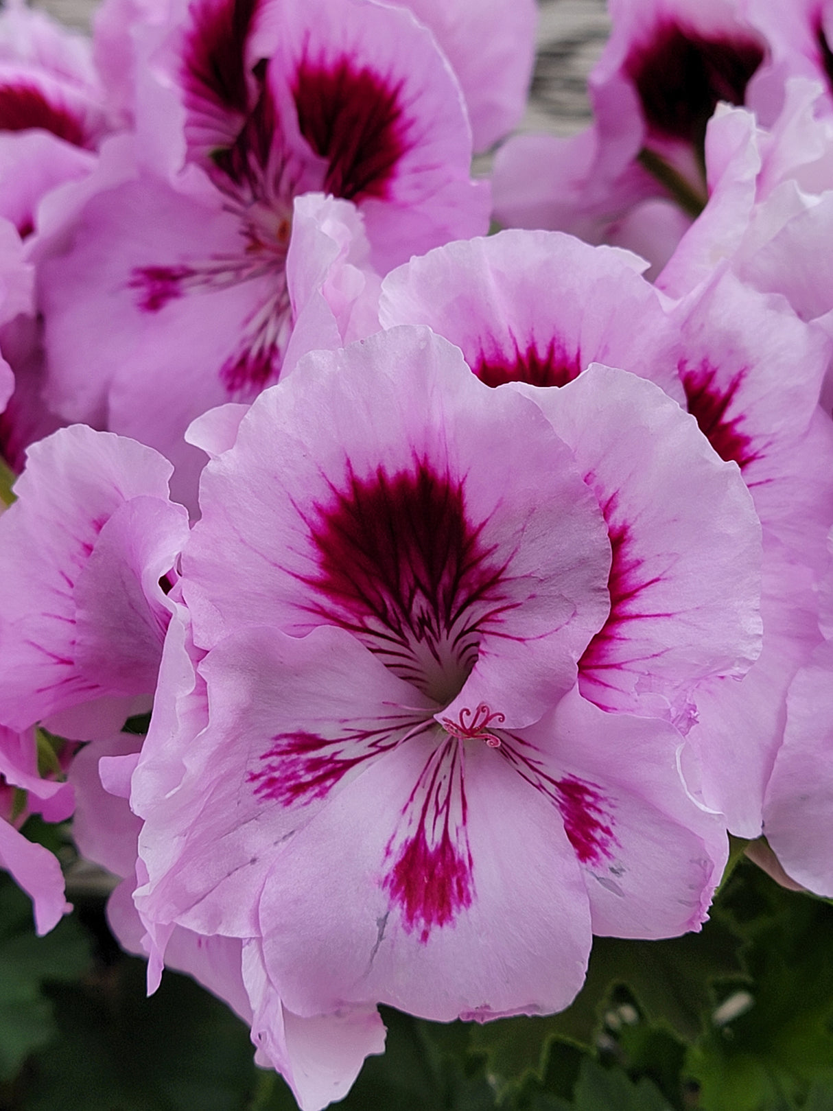 Geranium Regal Elegance