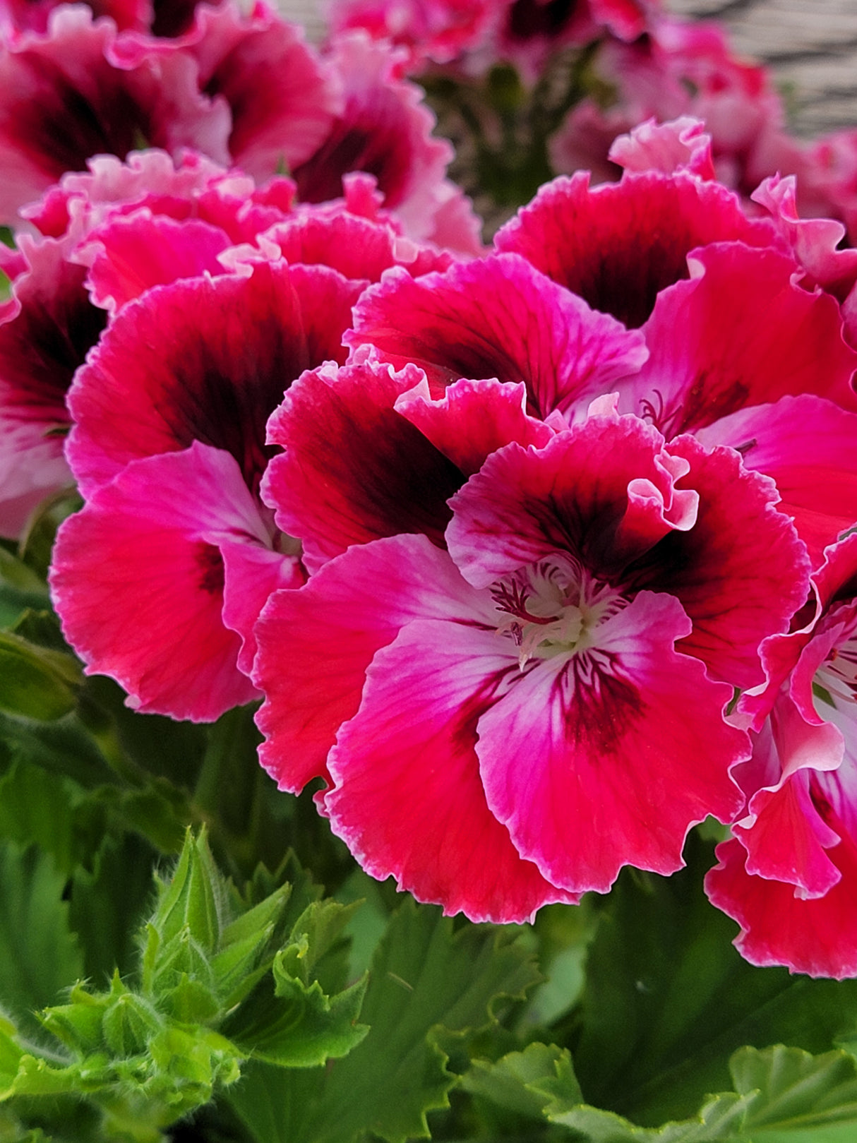 Geranium Regal Elegance