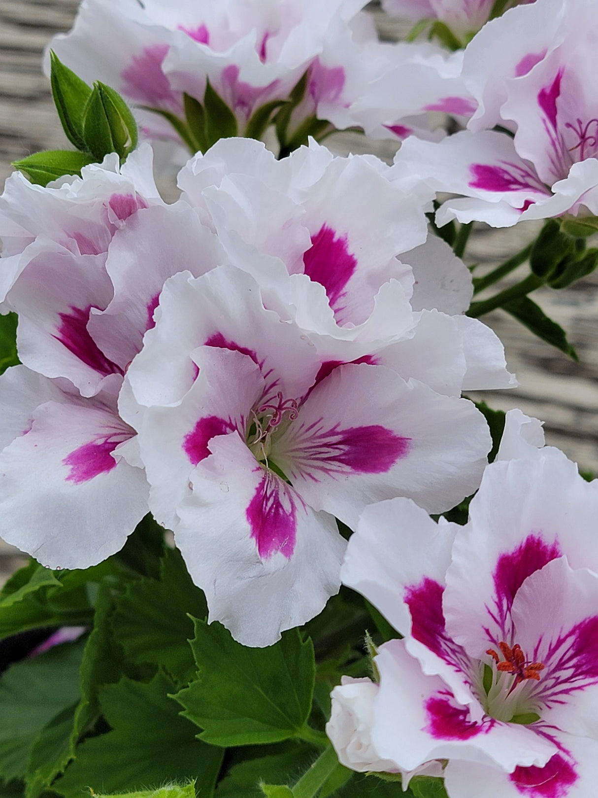 Geranium Regal Elegance