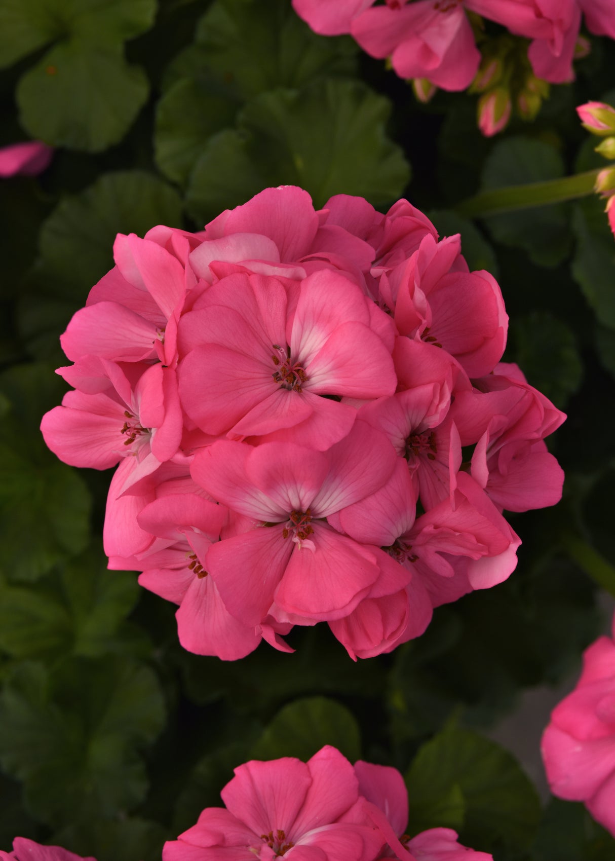 Zonal Geranium Galaxy™