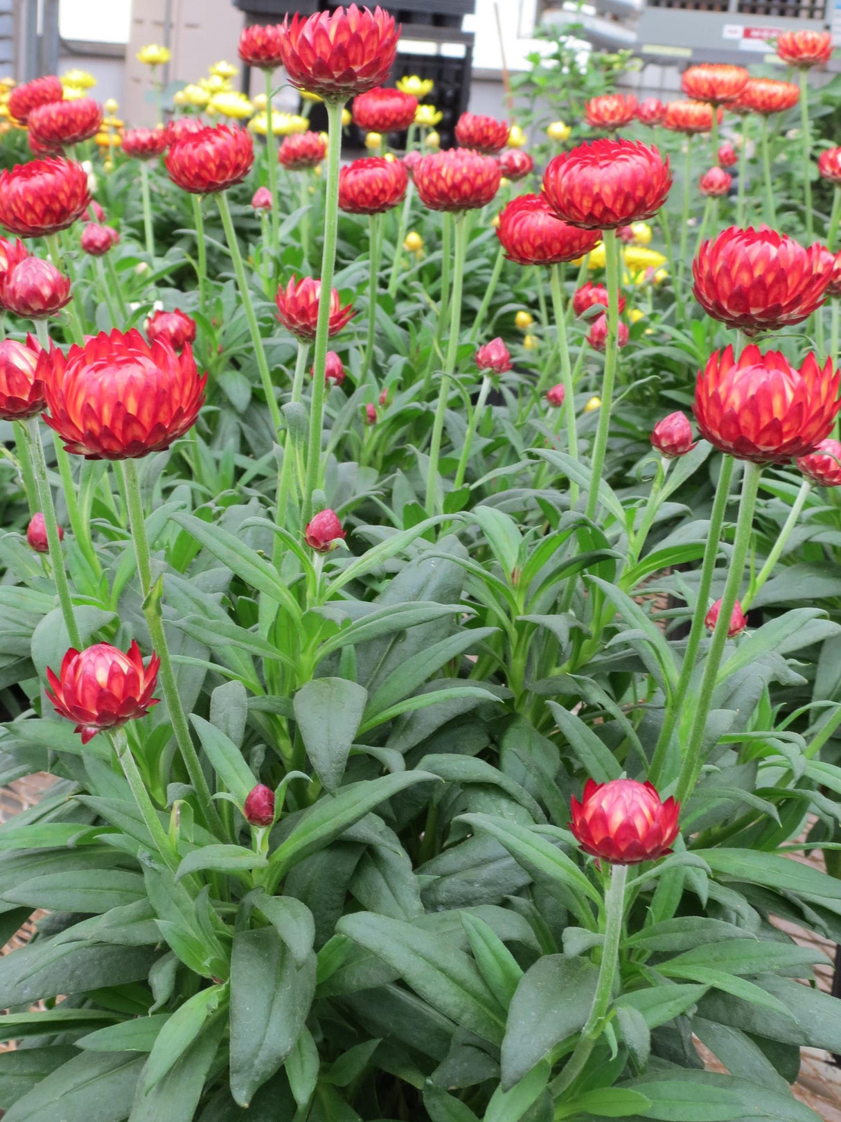 Bracteantha Granvia