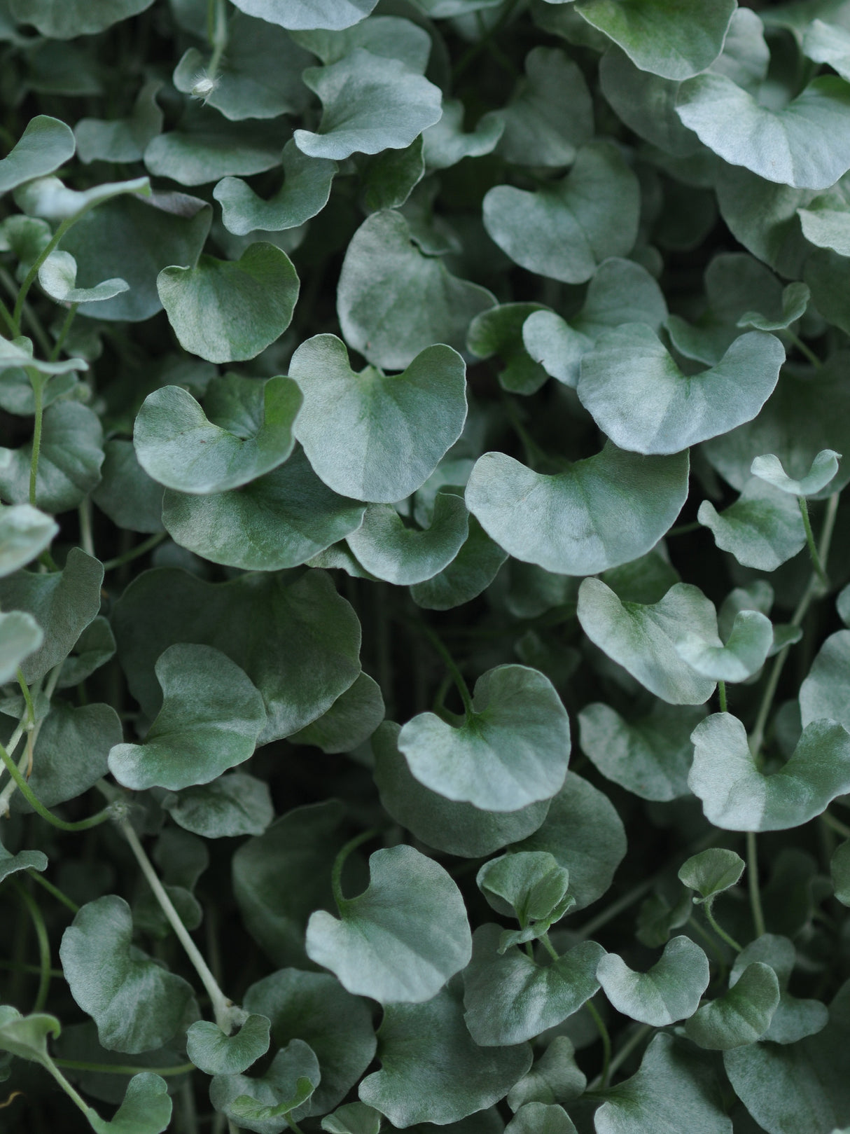 Dichondra Silver Falls